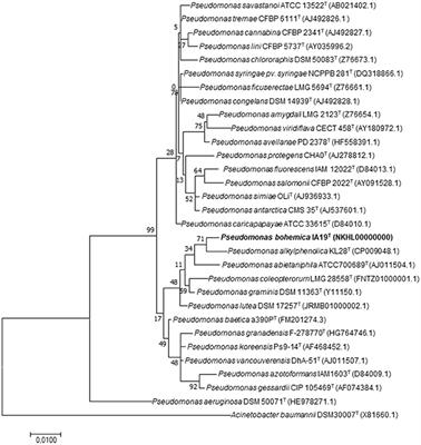 Discovery of Phloeophagus Beetles as a Source of Pseudomonas Strains That Produce Potentially New Bioactive Substances and Description of Pseudomonas bohemica sp. nov.